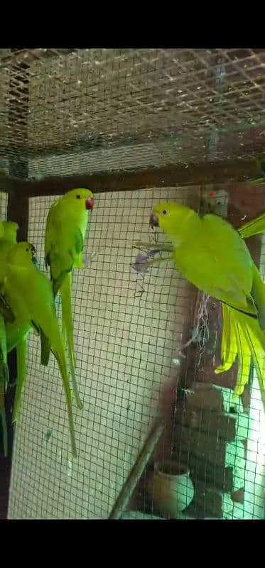 Parrot Pair/pathy 1