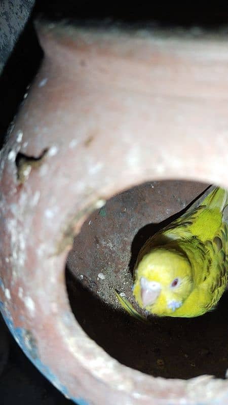 Australian parrot Red eye 2