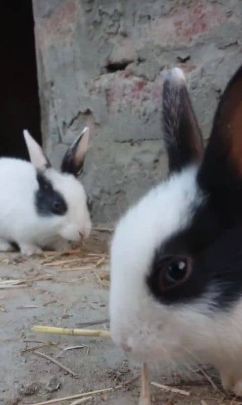 bunnies pair age or 45 days 1