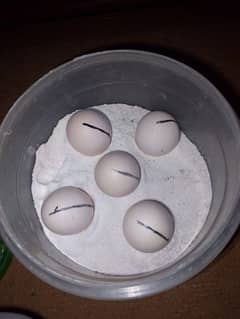 Aseel Eggs 100℅ Fertile hongye