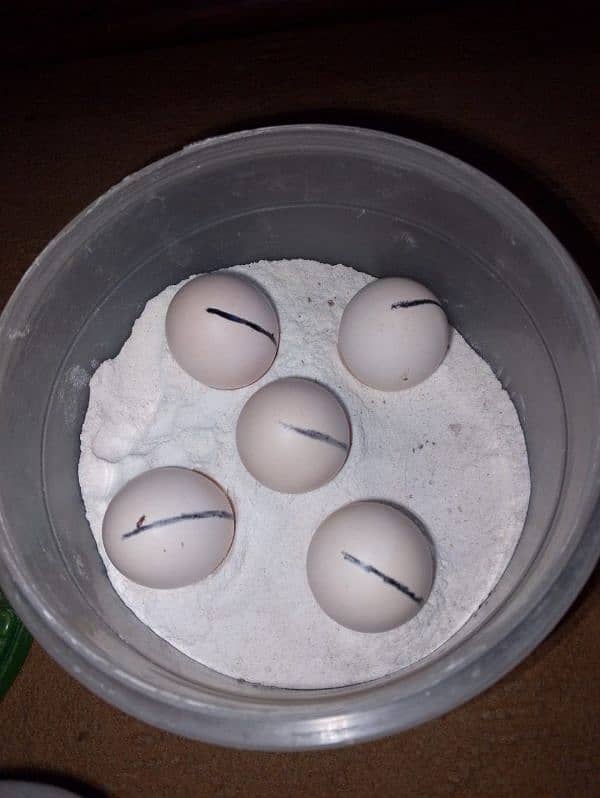 Aseel Eggs 100℅ Fertile hongye 0