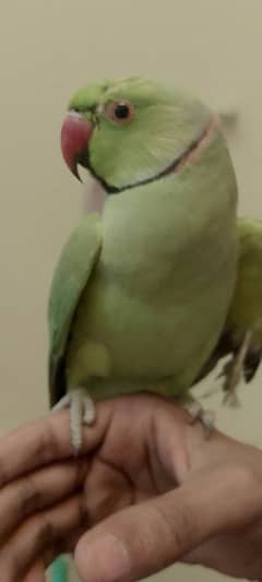 parrot