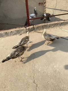 peacock chicks for sale. . trio