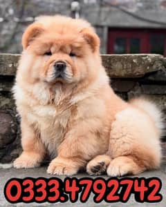 chow chow top quality puppy available