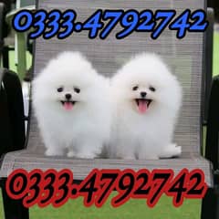 toy breed Pomeranian