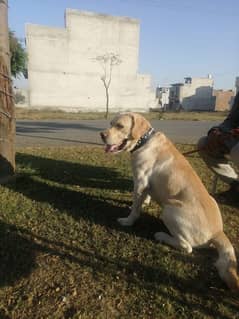 Labrador male dog Pure British Labrador