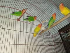 Love birds for sale Breeder pairs . . albino red eyes