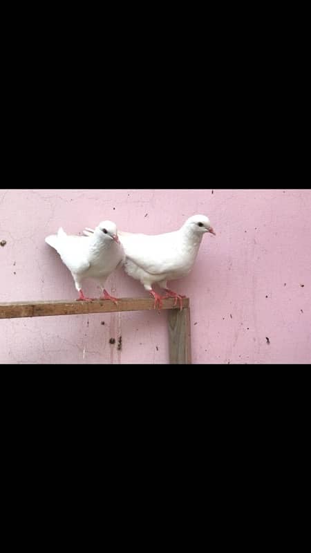 White fancy pigeons 4