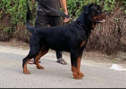 rottweiler huge size big head 03134477746