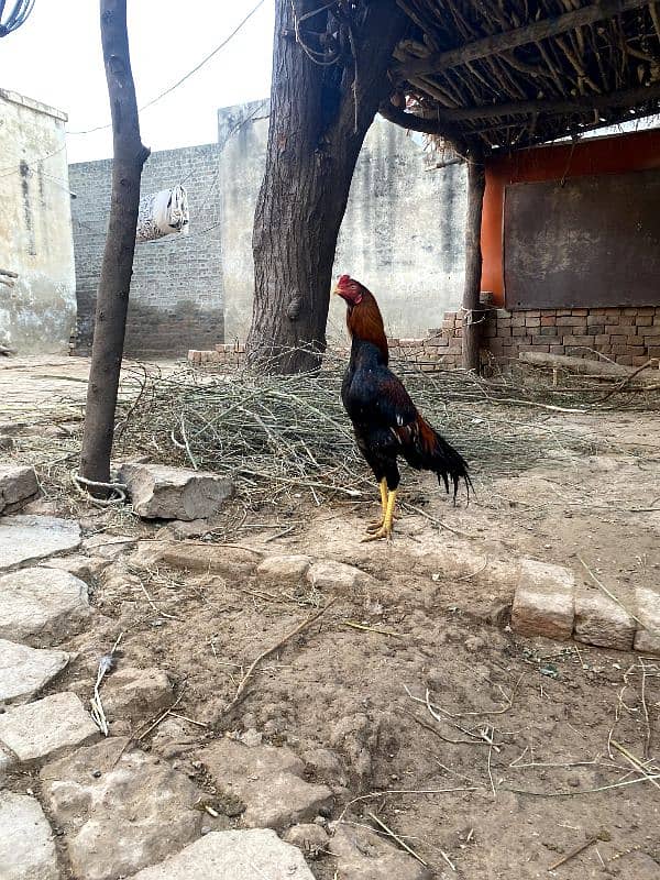 Pure Aseel Mianwali breed Murgh, lakha murgha 0