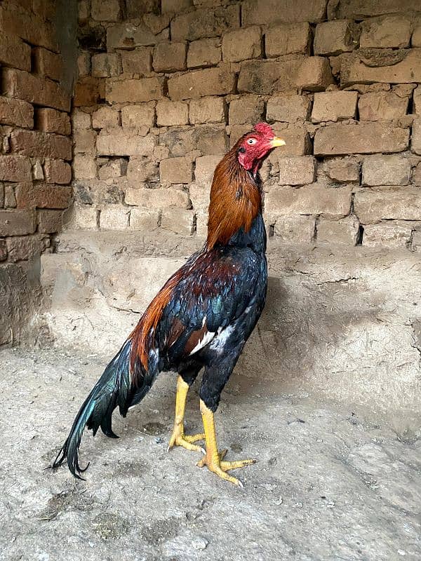 Pure Aseel Mianwali breed Murgh, lakha murgha 1