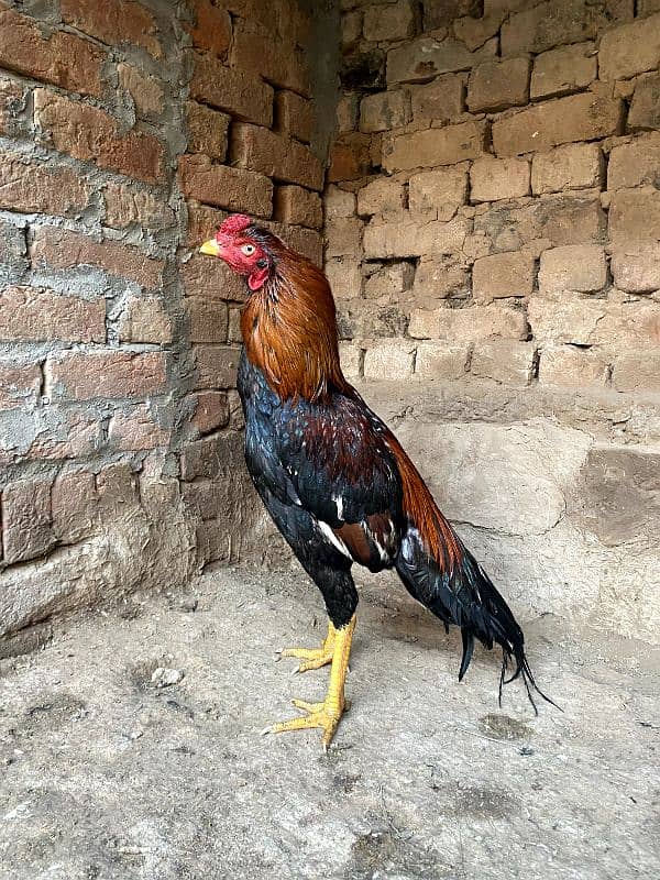 Pure Aseel Mianwali breed Murgh, lakha murgha 2