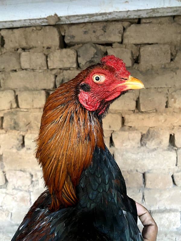 Pure Aseel Mianwali breed Murgh, lakha murgha 3