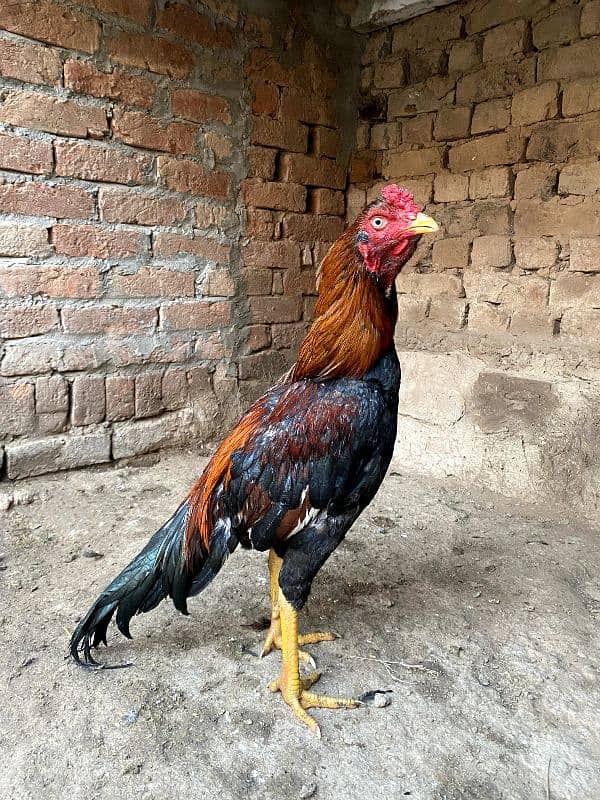 Pure Aseel Mianwali breed Murgh, lakha murgha 4