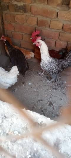 desi hens forsale and exchange.