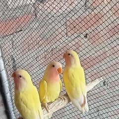 love birds common Latino red eyes pathy contact WhatsApp 03274311931