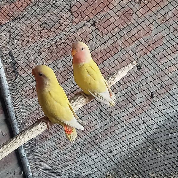 love birds common Latino red eyes pathy contact WhatsApp 03274311931 2