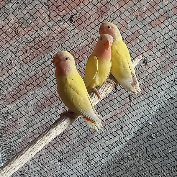 love birds common Latino red eyes pathy contact WhatsApp 03274311931 3