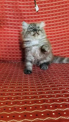 Persian kittens Available Whatsapp number 03251905001