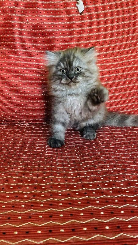 Persian kittens Available Whatsapp number 03251905001 2