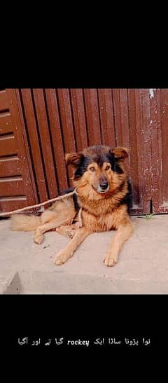 garafian shepherd dog for sale 03440044948