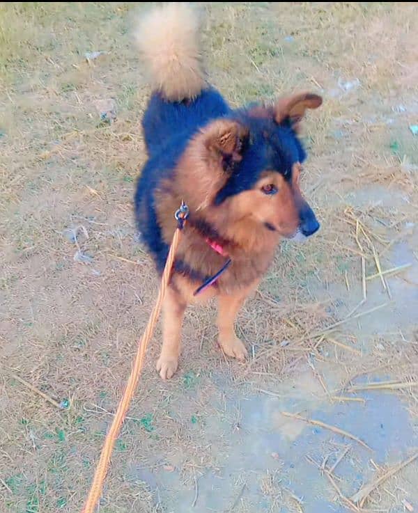 garafian shepherd dog for sale 1