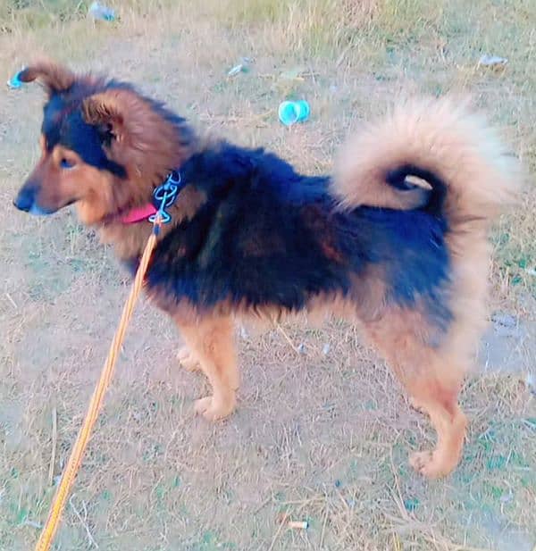 garafian shepherd dog for sale 2