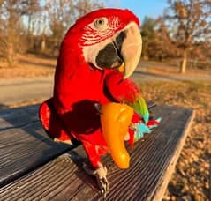 macaw parrot chicks available for sale