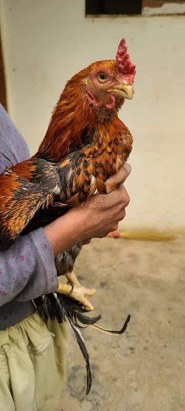 Aseel /  Argentina Parrot beak / Hens / Hopeland Fancy Bids 1