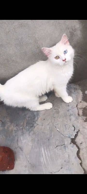 female kitten with mother for sale 0