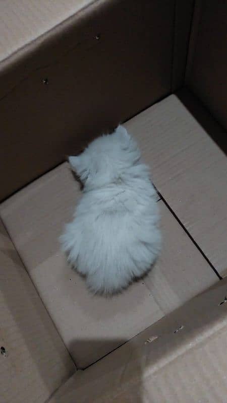 female kitten with mother for sale 1