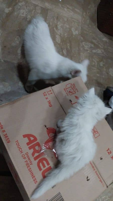 female kitten with mother for sale 2