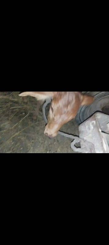 taza soi hoi cow jersey cross pichay sex semin bachri 0