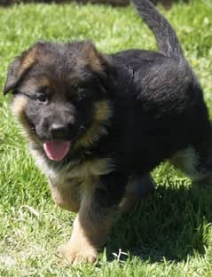 Black mask jarman shepherd puppies available