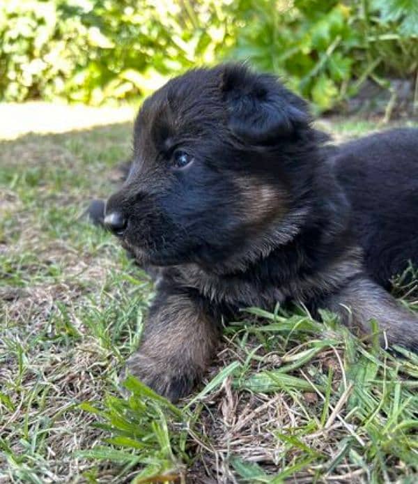 Black mask jarman shepherd puppies available 1