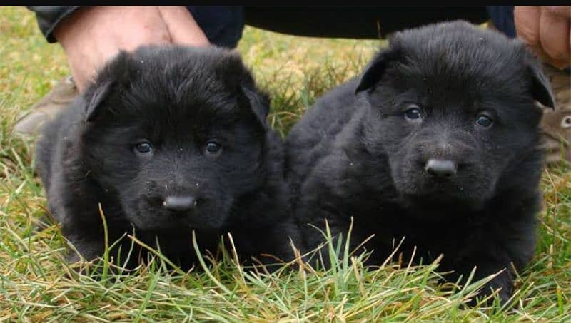 Black mask jarman shepherd puppies available 2