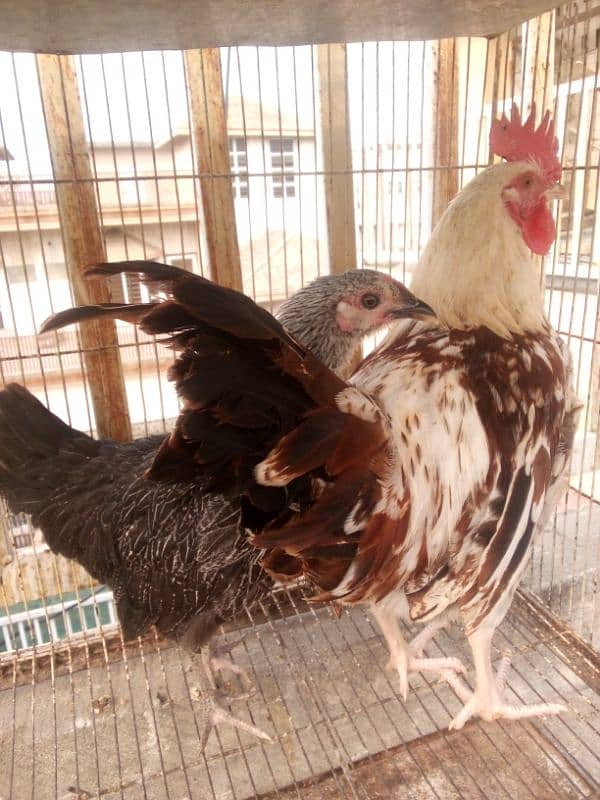 Hens Breeder Pairs Ready to Breed 0