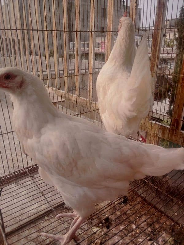 Hens Breeder Pairs Ready to Breed 1