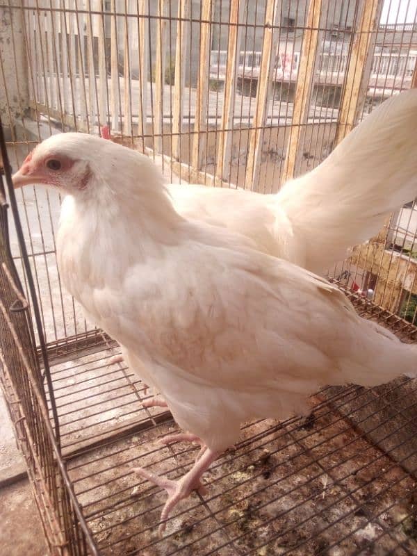 Hens Breeder Pairs Ready to Breed 5