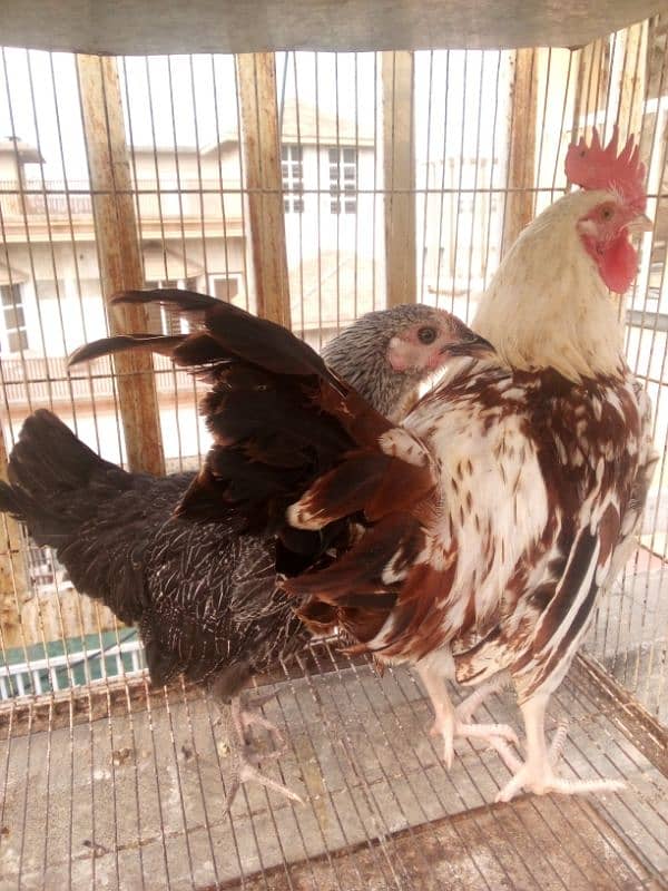 Hens Breeder Pairs Ready to Breed 7