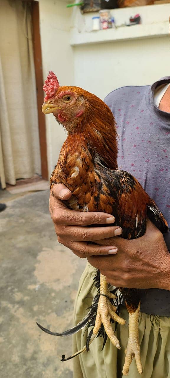 Aseel /  Argentina Parrot beak / Hens / Hopeland Fancy Bids 2