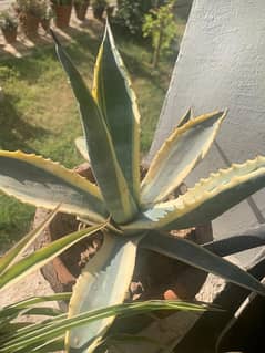 agave