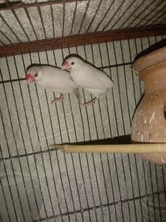 wire cage . finches pair for sale