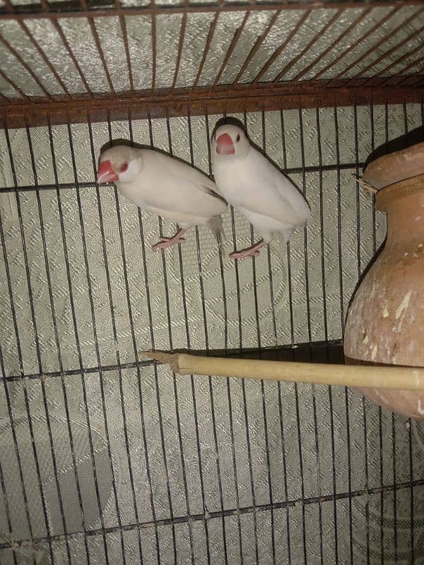 wire cage . finches pair for sale 1