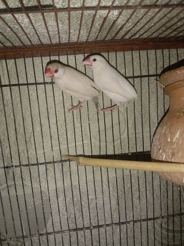 wire cage . finches pair for sale 2