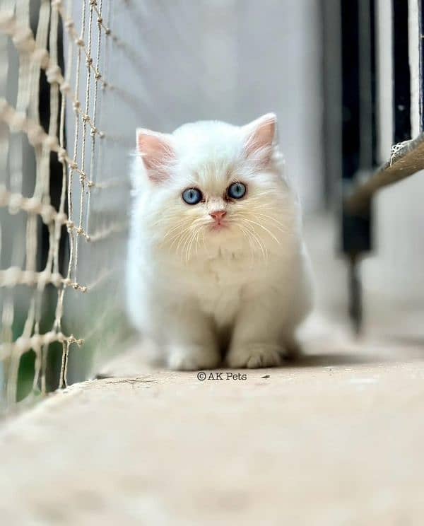 Persian kittens Available Whatsapp number 03251905001 0