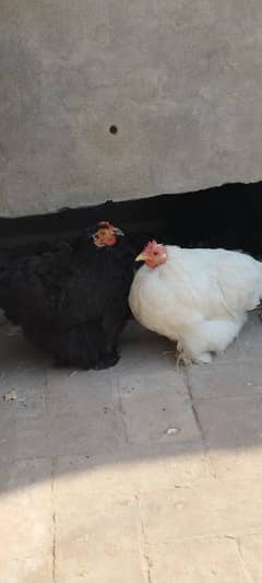 zero size bantam, hens and chicks