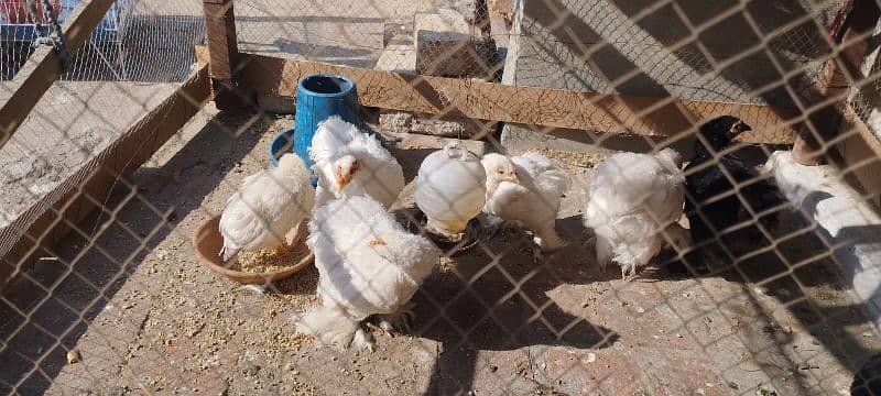 zero size bantam, hens and chicks 1