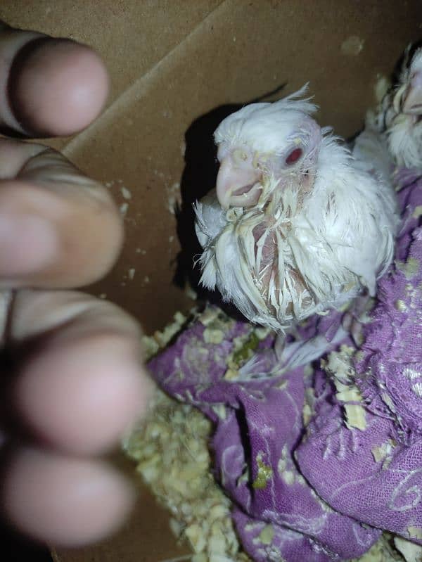 breeder pair with 4 chiks 2 chik Eno red eye 2chik grey black eyes 5