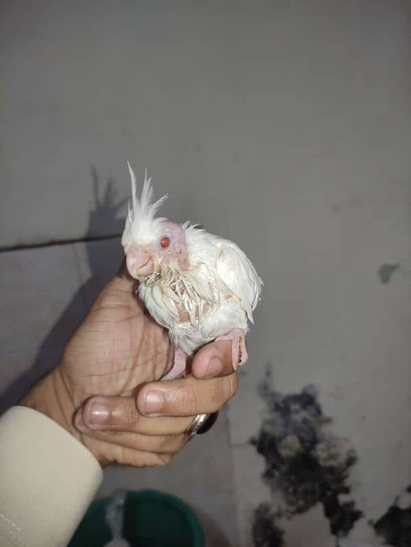 breeder pair with 4 chiks 2 chik Eno red eye 2chik grey black eyes 6